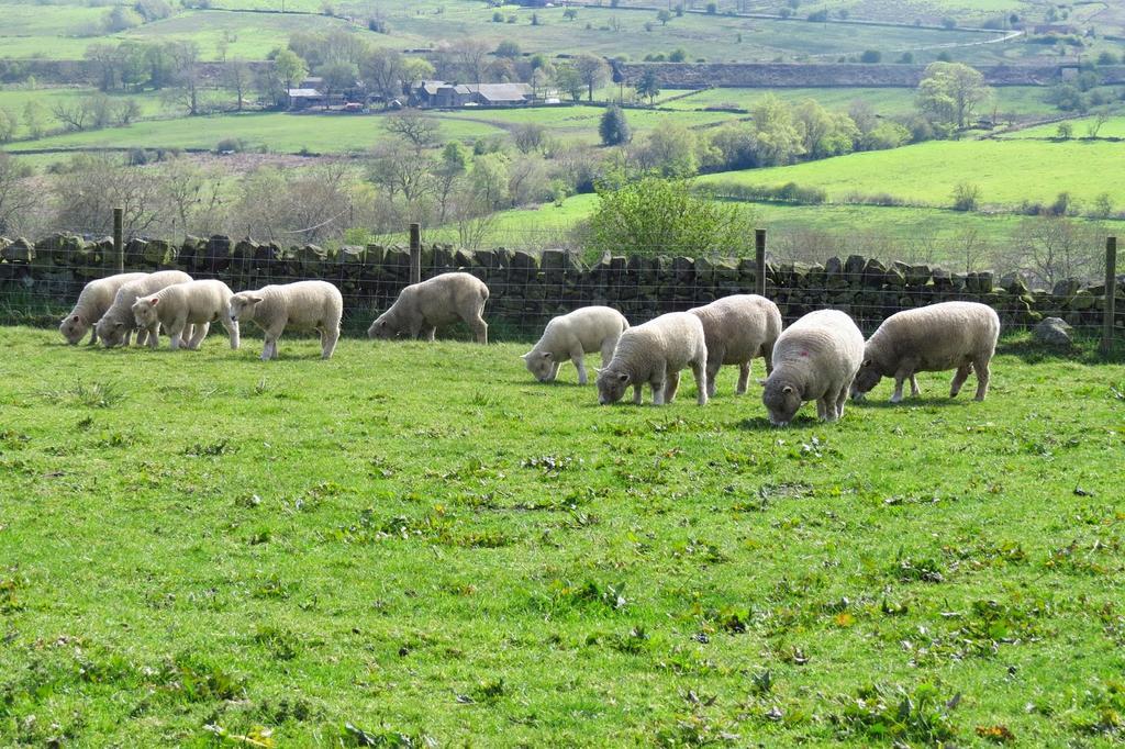 Moorland View Farm B&B Oakamoor Exterior photo